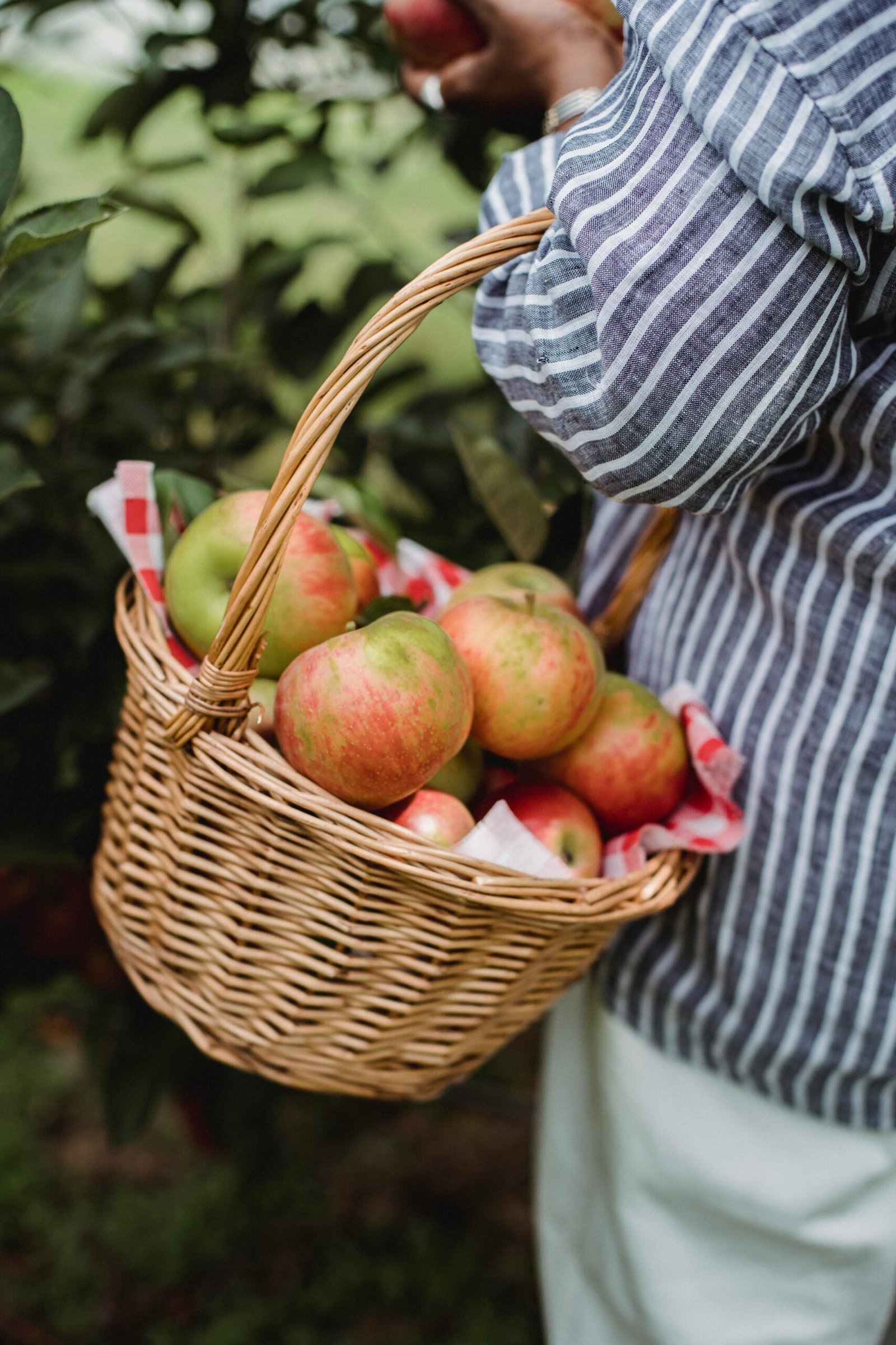 woman collecting apples